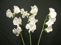 Lathyrus odoratus Mona Lisa